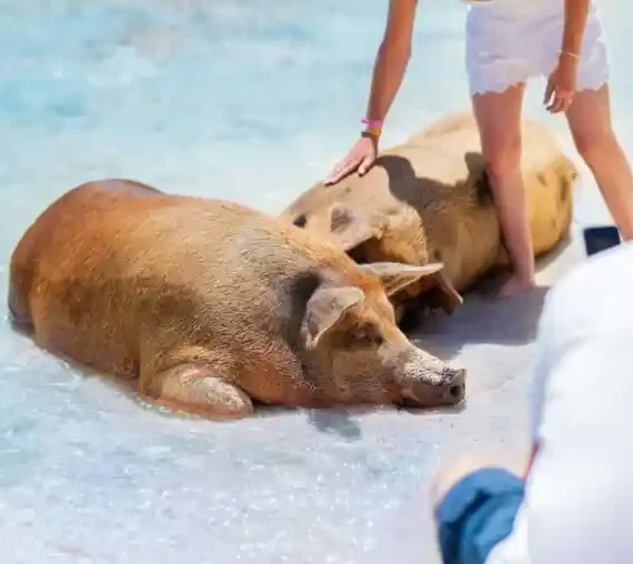 Rose Island Swimming Pigs Beach Tour