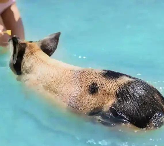Rose Island Swimming Pigs Tour Bahamas